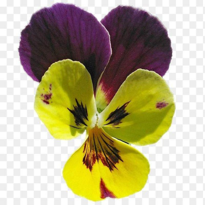 Цветы сушеные 'Анютины глазки' желто-фиолетовые 15шт