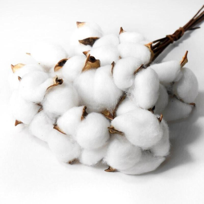 Растение натуральное обработанное 'Хлопок' белый 40см 10шт